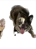 Nebula, a female French Bulldog for sale in Vista, CA – Photo 2 of 9