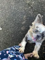 Nebula, a female French Bulldog for sale in Vista, CA – Photo 8 of 9