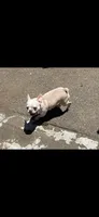 Ginger, a female French Bulldog for sale in Vista, CA – Photo 4 of 4