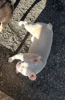 Ginger, a female French Bulldog for sale in Vista, CA – Photo 3 of 4