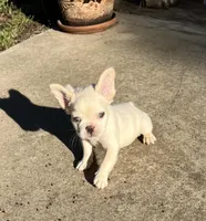fluffy, a male French Bulldog for sale in Vista, CA – Photo 8 of 10