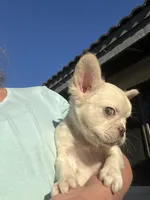 fluffy, a male French Bulldog for sale in Vista, CA – Photo 9 of 10