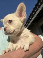 fluffy, a male French Bulldog for sale in Vista, CA – Photo 10 of 10