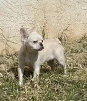 fluffy, a male French Bulldog for sale in Vista, CA – Photo 4 of 10