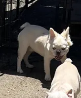 fluffy, a male French Bulldog for sale in Vista, CA – Photo 3 of 10