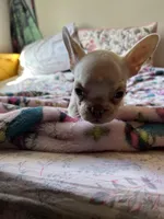 Snow White, a female French Bulldog for sale in Vista, CA – Photo 2 of 3