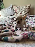 Snow White, a female French Bulldog for sale in Vista, CA – Photo 3 of 3