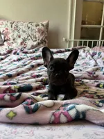 Chocolate, a male French Bulldog for sale in Vista, CA – Photo 2 of 7