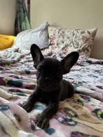 Chocolate, a male French Bulldog for sale in Vista, CA – Photo 4 of 7