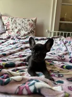 Chocolate, a male French Bulldog for sale in Vista, CA – Photo 7 of 7