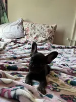 Chocolate, a male French Bulldog for sale in Vista, CA – Photo 3 of 7