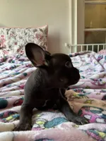 Chocolate, a male French Bulldog for sale in Vista, CA – Photo 1 of 7