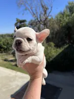 Seal, a male French Bulldog for sale in Vista, CA – Photo 2 of 3