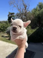 Seal, a male French Bulldog for sale in Vista, CA – Photo 3 of 3