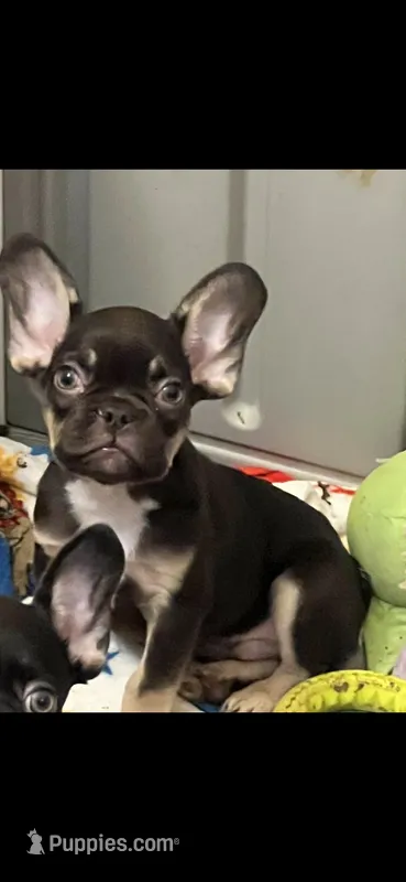 Henry, a male French Bulldog for sale in Vista, CA – Photo 1 of 3