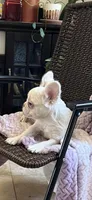 Lilac/Platinum full fluffy, a female French Bulldog for sale in Vista, CA – Photo 7 of 10