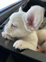 Lilac/Platinum full fluffy, a female French Bulldog for sale in Vista, CA – Photo 9 of 10