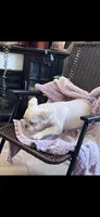 Lilac/Platinum full fluffy, a female French Bulldog for sale in Vista, CA – Photo 6 of 10