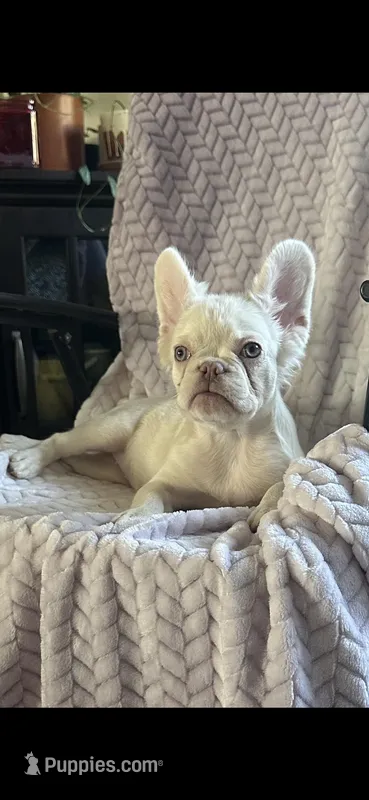 Lilac/Platinum full fluffy