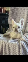 Lilac/Platinum full fluffy, a female French Bulldog for sale in Vista, CA – Photo 1 of 10