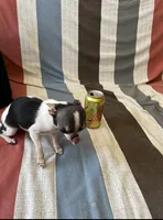 Delilah, a female Chihuahua for sale in Vista, CA – Photo 2 of 6