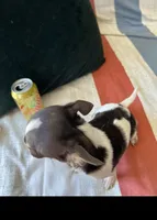 Delilah, a female Chihuahua for sale in Vista, CA – Photo 6 of 6