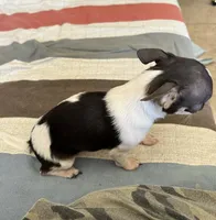 Delilah, a female Chihuahua for sale in Vista, CA – Photo 4 of 6