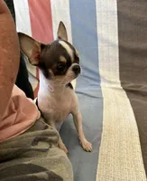 Delilah, a female Chihuahua for sale in Vista, CA – Photo 5 of 6