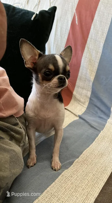 Delilah, a female Chihuahua for sale in Vista, CA – Photo 1 of 6