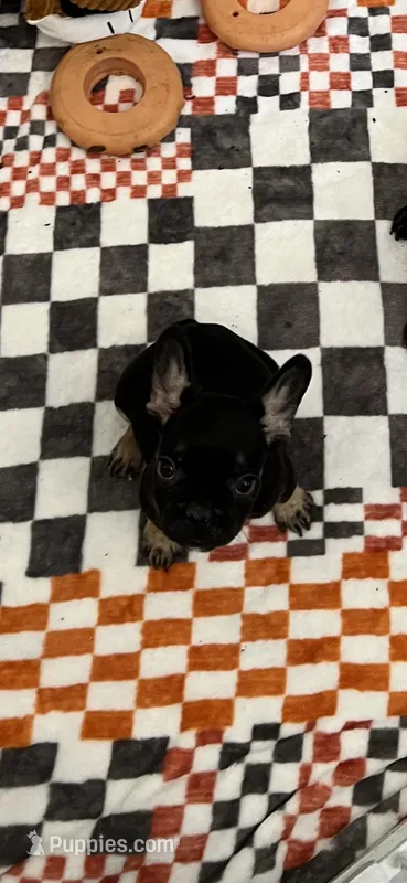 Baxter fluffy carrier, a male French Bulldog for sale in Vista, CA – Photo 1 of 7