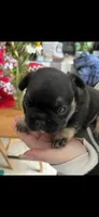 Baxter fluffy carrier, a male French Bulldog for sale in Vista, CA – Photo 2 of 7