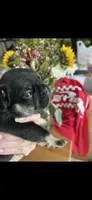 Baxter fluffy carrier, a male French Bulldog for sale in Vista, CA – Photo 3 of 7
