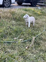 Rabbit, a female French Bulldog for sale in Vista, CA – Photo 8 of 8