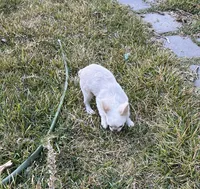 Rabbit, a female French Bulldog for sale in Vista, CA – Photo 2 of 8