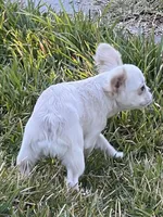 Rabbit, a female French Bulldog for sale in Vista, CA – Photo 5 of 8