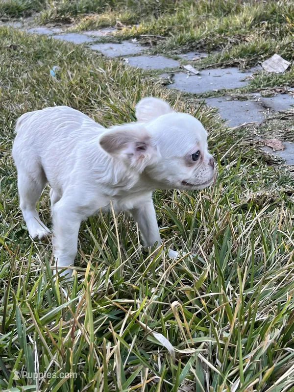 Rabbit, a female French Bulldog for sale in Vista, CA – Photo 1 of 8