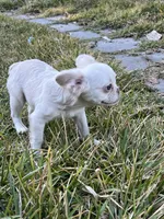 Rabbit, a female French Bulldog for sale in Vista, CA – Photo 1 of 8
