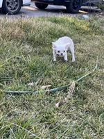 Rabbit, a female French Bulldog for sale in Vista, CA – Photo 6 of 8