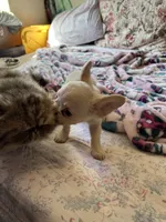 Rabbit, a female French Bulldog for sale in Vista, CA – Photo 7 of 8