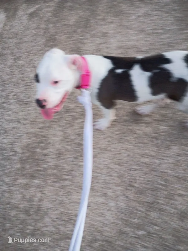 Patch – American Bulldog, Dalmatian puppy for sale in College Station, TX