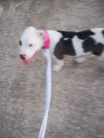 Patch, a male American Bulldog and Dalmatian for sale in College Station, TX – 1 of 3