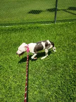 Patch, a male American Bulldog and Dalmatian for sale in College Station, TX – 2 of 3