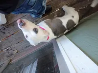 Patch, a male American Bulldog and Dalmatian for sale in College Station, TX – 3 of 3