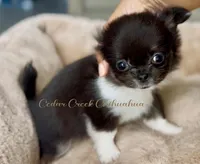 AKC Ringo, a female Chihuahua for sale in Cedar Creek, TX – 2 of 6