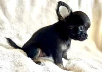 Rosie, a female Chihuahua for sale in Cedar Creek, TX – 4 of 5