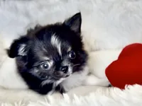 Rio, a male Chihuahua for sale in Cedar Creek, TX – 5 of 10