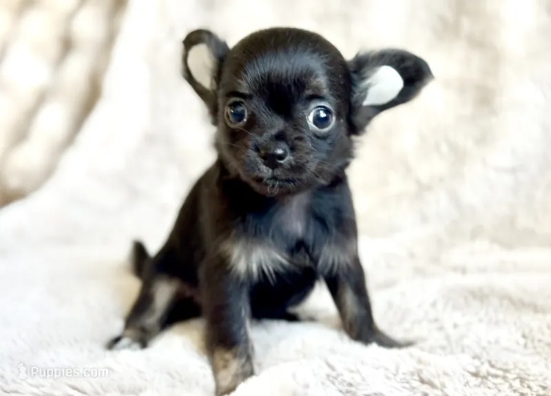Rosie – Chihuahua puppy for sale in Cedar Creek, TX
