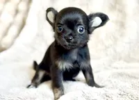 Rosie, a female Chihuahua for sale in Cedar Creek, TX – 1 of 5