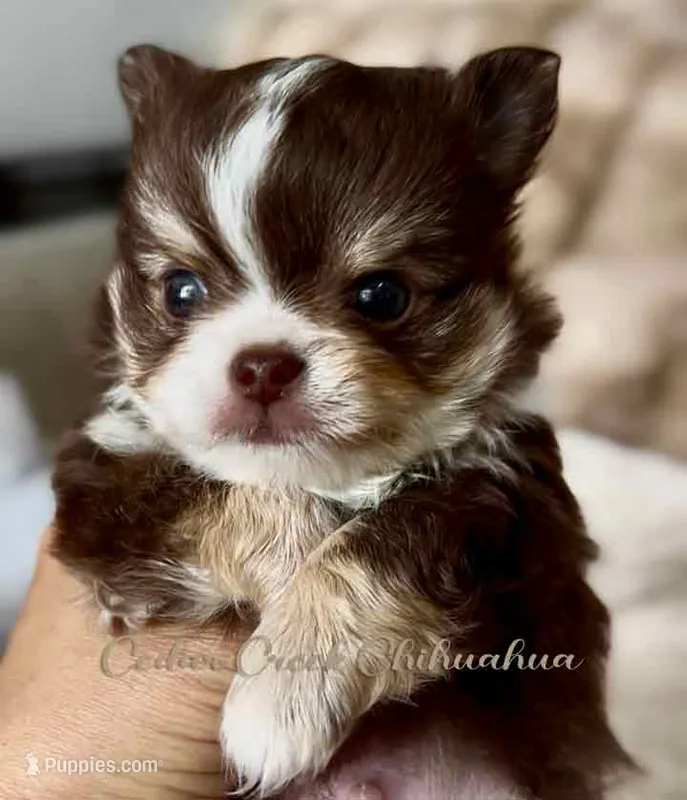 Theo – Chihuahua puppy for sale in Cedar Creek, TX