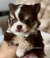 Theo, a male Chihuahua for sale in Cedar Creek, TX – 1 of 2